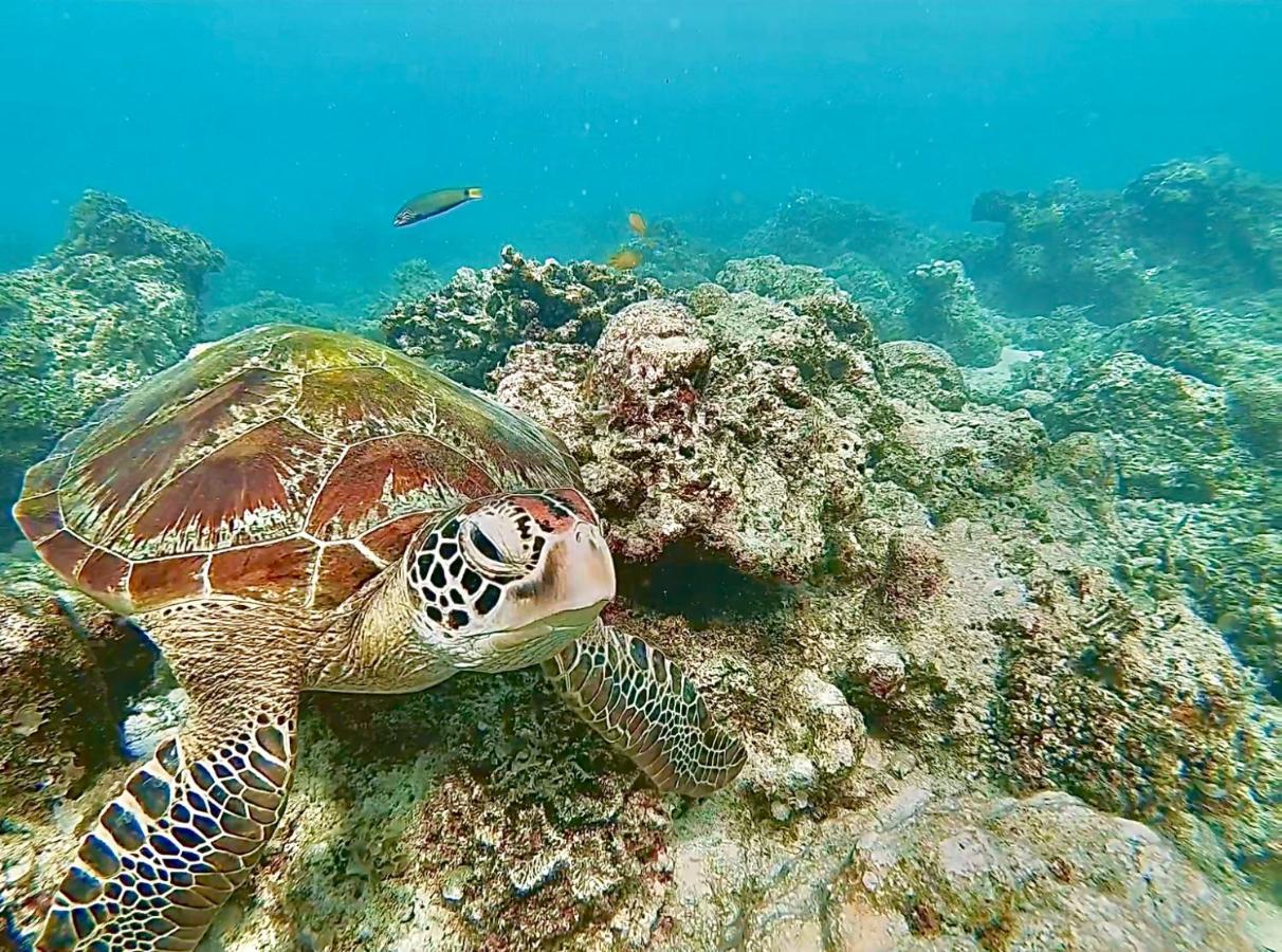 La Concepcion Cove Garden Resort موالبوال المظهر الخارجي الصورة