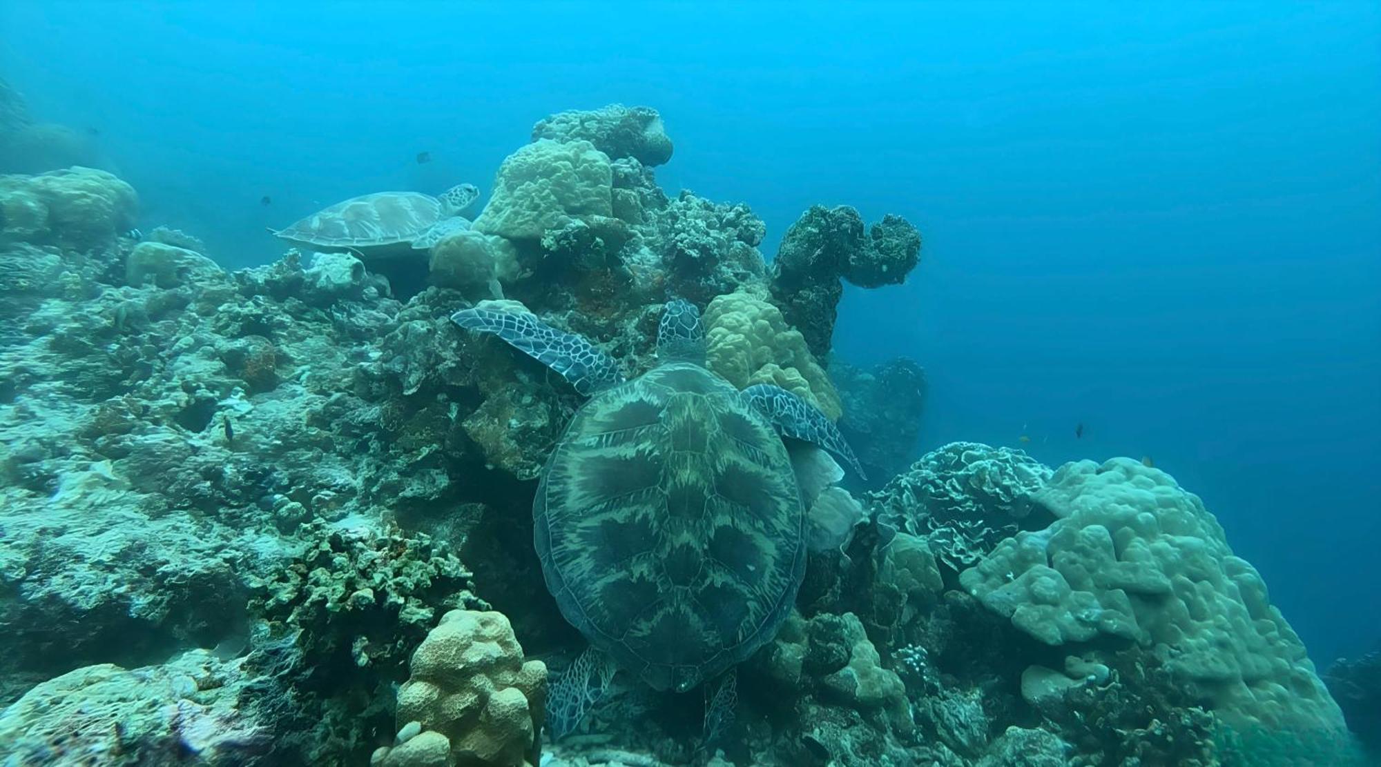 La Concepcion Cove Garden Resort موالبوال المظهر الخارجي الصورة